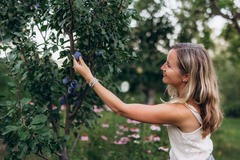 Glamping Boho jurta v Kostici u Břeclavi - čerstvé šťavnaté ovoce v létě k utrhnutí