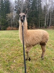 Lamatreking - procházka s lamou a krmením v Krkonoších