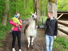 Lamatreking - procházka s lamou a krmením v Krkonoších