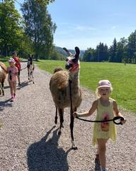 Lamatreking - procházka s lamou a krmením v Krkonoších