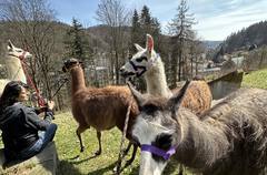 Lamatreking - procházka s lamou a krmením v Krkonoších