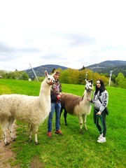 Lamatreking - procházka s lamou a krmením v Krkonoších