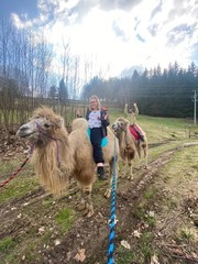 Cameltreking - procházka s velbloudem a krmením v Krkonoších