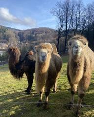 Cameltreking - procházka s velbloudem a krmením v Krkonoších