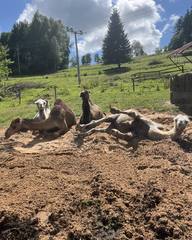 Cameltreking - procházka s velbloudem a krmením v Krkonoších