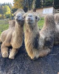 Cameltreking - procházka s velbloudem a krmením v Krkonoších