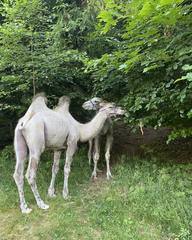 Cameltreking - procházka s velbloudem a krmením v Krkonoších