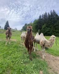 Cameltreking - procházka s velbloudem a krmením v Krkonoších