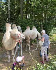 Cameltreking - procházka s velbloudem a krmením v Krkonoších