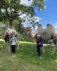 Cameltreking - procházka s velbloudem a krmením v Krkonoších