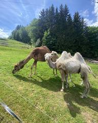 Cameltreking - procházka s velbloudem a krmením v Krkonoších