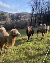 Ošetřovatelem exotických zvířat na zkoušku