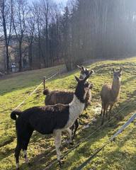 Ošetřovatelem exotických zvířat na zkoušku