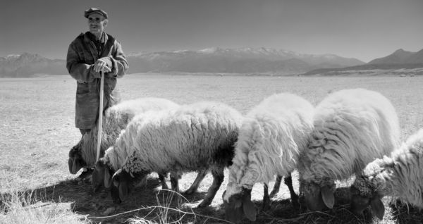 Pasení ovcí v Beskydech