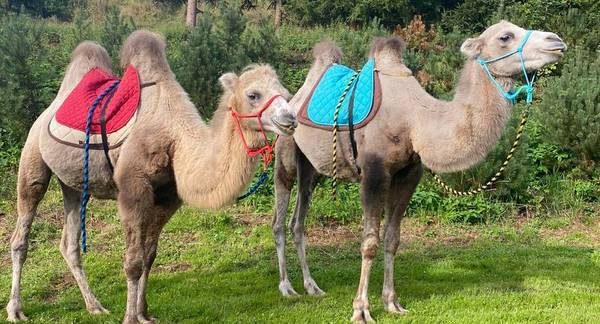 Cameltreking - procházka s velbloudem a krmením v Krkonoších pro 2 osoby