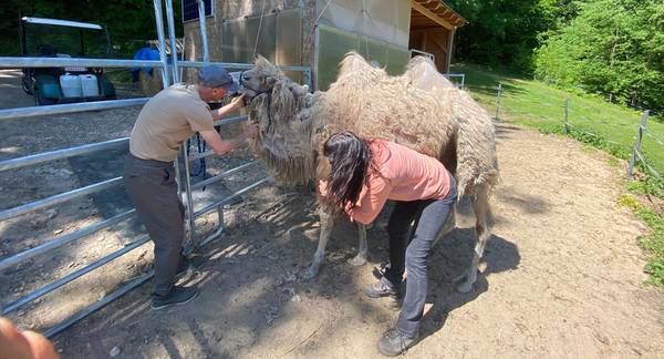 Ošetřovatelem exotických zvířat na zkoušku pro 2 osoby - lamy, velbloudi a další zvířata